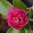 CAMELLIA 'Sparkling Burgundy'  