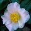 CAMELLIA 'Spencers Pink'  