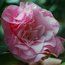 CAMELLIA 'Tomorrow Park Hill'