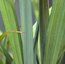 CAREX pendula