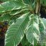 CASTANEA sativa 'Variegata'