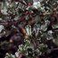 CEANOTHUS 'Blue Sapphire