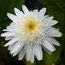 CHRYSANTHEMUM maximum 'Wirral Supreme'