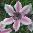 CLEMATIS 'Carnaby'