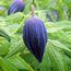 CLEMATIS macropetala 'Pauline'
