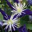 CLEMATIS x aromatica