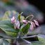 CLERODENDRUM