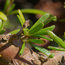 COPROSMA brunnea 'Hawera'