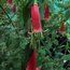 CORREA harrisii