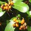 CORYNOCARPUS laevigatus CORYNOCARPUS laevigatus