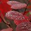 COTINUS coggygria 'Pink Champagne'