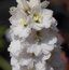 DELPHINIUM 'White River'