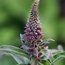 DIGITALIS parviflora 'Milk Chocolate'
