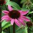 ECHINACEA purpurea 'After Midnight'