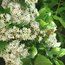EHRETIA anacua