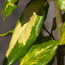 ELAEAGNUS x ebbingei 'Coastal Gold'