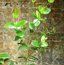 EUCALYPTUS kitsoniana EUCALYPTUS kitsoniana