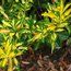 EUONYMUS japonicus 'Aureus'