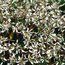 EUPHORBIA 'Diamond Frost'