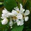 EXOCHORDA serratifolia