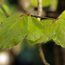 FAGUS sylvatica 'Zlatia'