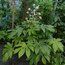 FATSIA