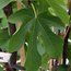 FICUS