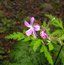 GERANIUM canariense GERANIUM canariense