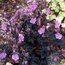 GERANIUM pratense 'Midnight Reiter'