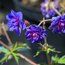 GERANIUM pratense 'Plenum Caeruleum'