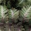 HARDY FERNS Athyrium niponicum 'Metallicum'