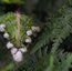 HARDY FERNS Polystichum setiferum divisilobum