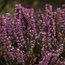 HEATHERS Erica carnea 'Heathwood'