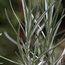 HELICHRYSUM italicum subsp. serotinum