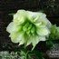 HELLEBORUS orientalis 'Double Vision'