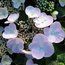 HYDRANGEA 'Soraya'