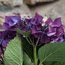HYDRANGEA 'Sunset'  