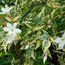 JASMINUM officinale affine 'Argentovariegatum' 