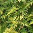 JASMINUM officinale affine 'Aureum' JASMINUM officinale affine 'Aureum'