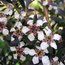 LEPTOSPERMUM lanigerum