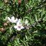 LEPTOSPERMUM scoparium LEPTOSPERMUM scoparium