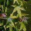 LIQUIDAMBAR styraciflua 'Variegata'