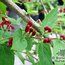 LONICERA tatarica 'Arnold's Red' LONICERA tatarica 'Arnold's Red'