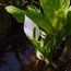 LYSICHITON camtschatcensis
