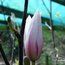 MAGNOLIA amoena 'Chameleon' MAGNOLIA amoena 'Chameleon'