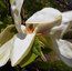 MAGNOLIA 'Banana Split'