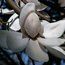 MAGNOLIA campbellii 'Ethel Hillier'