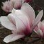 MAGNOLIA 'Candy Cane'