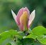 MAGNOLIA x brooklynensis 'Evamaria'
