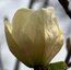 MAGNOLIA 'Gold Cup'
